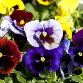 «Large Flowered Mix» - Organic Viola Seeds