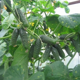 «Friendly Family» - Organic Cucumber Seeds