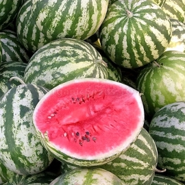 «Astrakhan» - Organic Watermelon Seeds