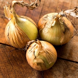 «Golden Standard» - Organic Onion Seeds