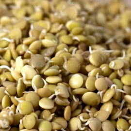 «French» - Organic Lentil Seeds