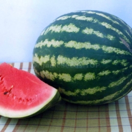 «Alliance» - Organic Watermelon Seeds