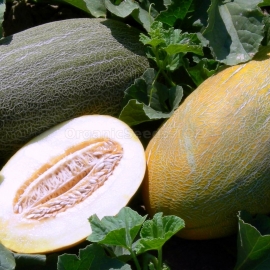 «Fortuna» - Organic Melon Seeds