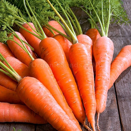 «Dolanka» - Organic Carrot Seeds