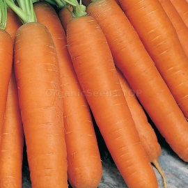 «Perfection» - Organic Carrot Seeds