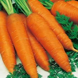 «Autumn King» - Organic Carrot Seeds
