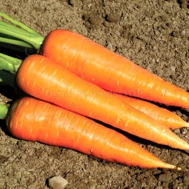 «Coral» - Organic Carrot Seeds