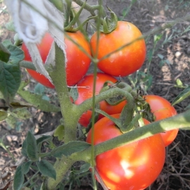 «Abundant» - Organic Tomato Seeds