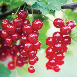 «Hope» - Organic Red Currant Seeds