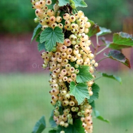 «Versailles» - Organic White Currant Seeds