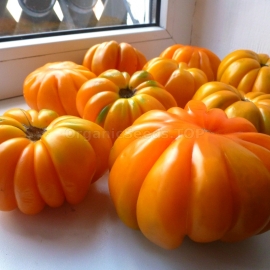 «American Ribbed Orange» - Organic Tomato Seeds