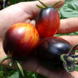 «Gargamel» - Organic Tomato Seeds
