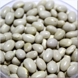 «Navy» - Organic Bean Seeds