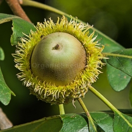 Bur Oak Seeds (Quercus Macrocarpa)