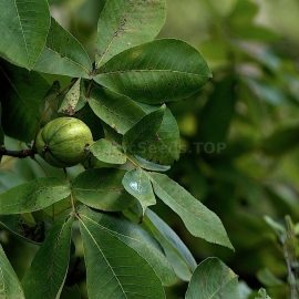 Shagbark Hickory Seeds (Carya Ovata)