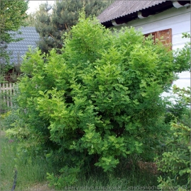 Organic Yellow Acacia Seeds (Caragana arborescens)