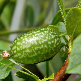 Organic melotria droop Seeds (Melothria pendula)