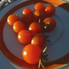 «Ambrosia Orange UBX» - Organic Tomato Seeds