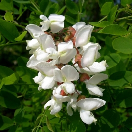 False Acacia (White) Seeds / Robinia Pseudoacacia