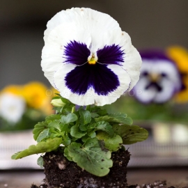 «Springtime» - Organic Viola Seeds