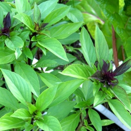 «Thai» - Organic Basil Seeds