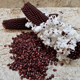 «Red Popcorn» - Organic Corn Seeds