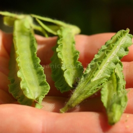 «Asparagus» - Organic Pea Seeds