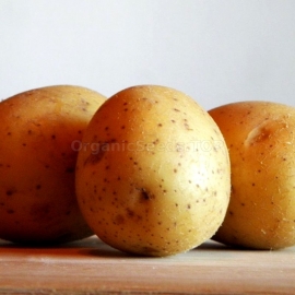 «Gourmand» - Organic Potato Seeds