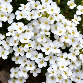 «White Blossom» - Organic Achillea Seeds