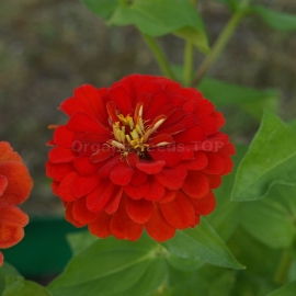«Crimson Monarch» - Organic Zinnia Seeds