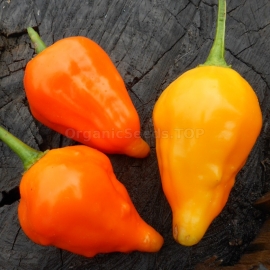 «Peruviano Arancio» - Organic Hot Pepper Seeds