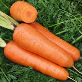 «Chantane Royal» - Organic Carrot Seeds
