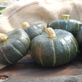 «Burgess Buttercup» - Organic Pumpkin Seeds
