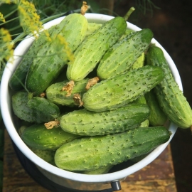 «Soplica» - Organic Cucumber Seeds