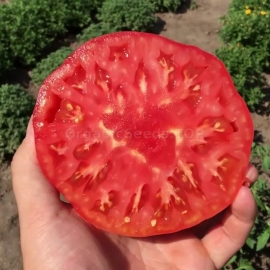 «Ave Maria» - Organic Tomato Seeds