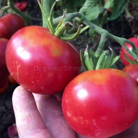 «Berlin pink» - Organic Tomato Seeds