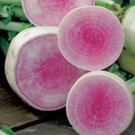«Pink Glitter Misato» - Organic Daikon Seeds