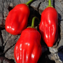 «Aji Ecuadorian red» - Organic Hot Pepper Seeds