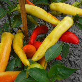 «Golden Yellow Waxe» - Organic Hot Pepper Seeds