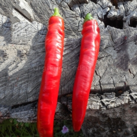 «Tsitsak» - Organic Hot Pepper Seeds
