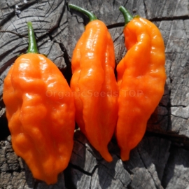 «Sherwoods Carbonero» - Organic Hot Pepper Seeds