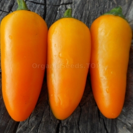«Jalapeno NuMex Orange Spice» - Organic Hot Pepper Seeds