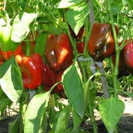 «Antey» - Organic Pepper Seeds