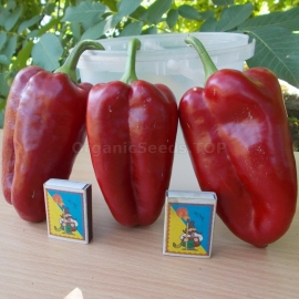 «Iolanta» - Organic Pepper Seeds