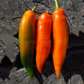 «Aji Amarillo» - Organic Hot Pepper Seeds