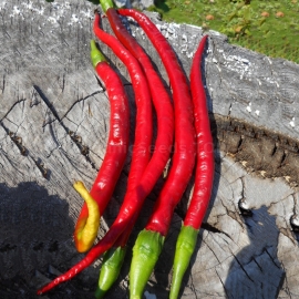 «Cayenne Joe’s Long» - Organic Hot Pepper Seeds