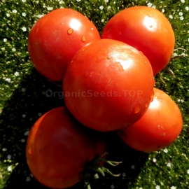 «Minusinsky Apple Sack» - Organic Tomato Seeds