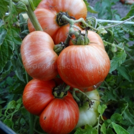 «Cherokee Tiger Large» - Organic Tomato Seeds