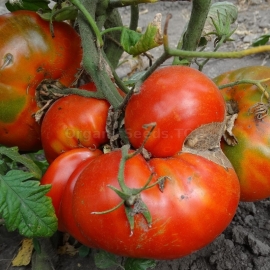 «Altai masterpiece» - Organic Tomato Seeds