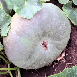«Ukrainian gray» - Organic Pumpkin Seeds